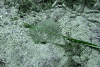 Photographie : Fragment de verre à vitres découvert sur le site de fouilles (crédit ARASM)